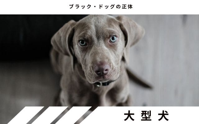 大型犬の見間違い説