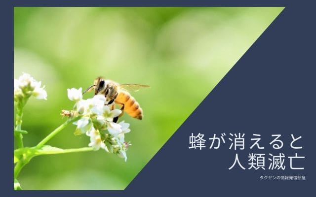 アインシュタインの予言1：蜂が消えると人類は死ぬ