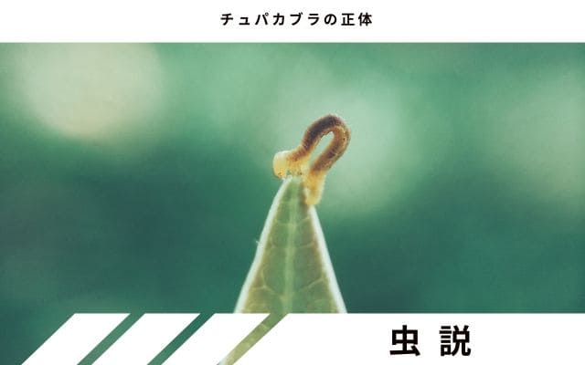 チュパカブラの正体:　虫説